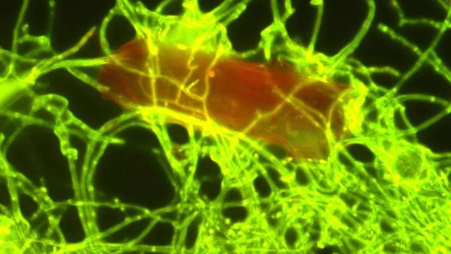 Crédito: Annika Vaksmaa / NIOZ