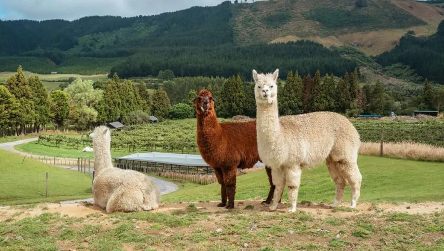 Crédito: Sung Jin Cho/Unsplash