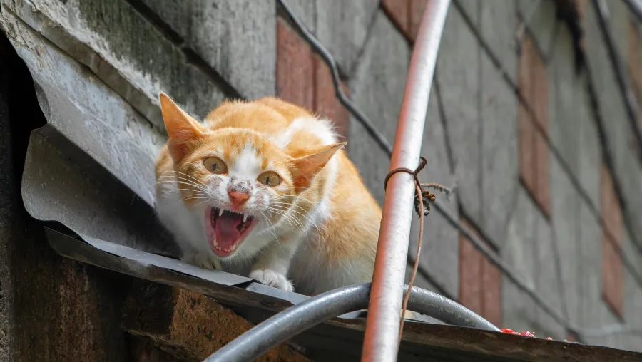 Crédito: JC Presco/Pexels