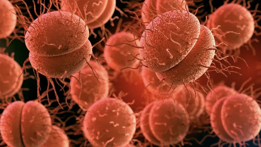 Crédito: Giovanni Cancemi