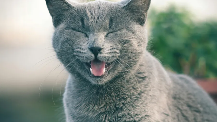 Crédito:  Mahmoud Yahyaou